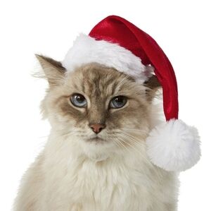 Frisco Holiday Dog & Cat Santa Hat